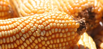 Etanol de milho sustenta as vendas na entressafra da cana