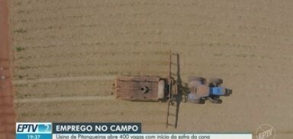 Começo da safra da cana-de-açúcar abre 400 vagas em usina em Pitangueiras, SP