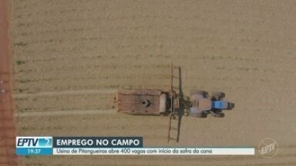 Começo da safra da cana-de-açúcar abre 400 vagas em usina em Pitangueiras, SP