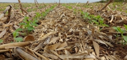 Estudo avalia como práticas sustentáveis de manejo agropecuário nas Américas auxiliam sequestro de CO2