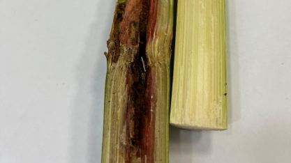 Eventos climáticos irregulares e insetos-praga