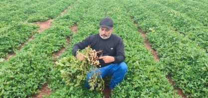 Com produção de 45 mil toneladas, MS tem Dia de Campo do Amendoim