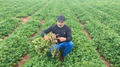 Com produção de 45 mil toneladas, MS tem Dia de Campo do Amendoim