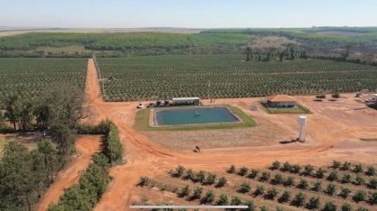 Produtor de laranja do interior de SP revoluciona produção com irrigação por gotejamento