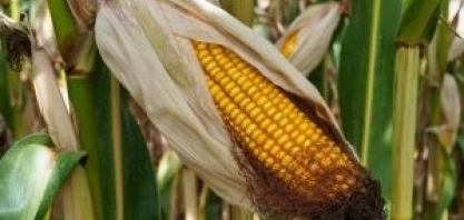 Goiás ganha protagonismo nacional no cultivo de grãos