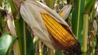 Goiás ganha protagonismo nacional no cultivo de grãos