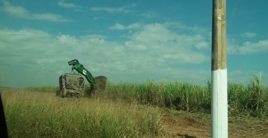 Prejuízo na safra e benefício para colheita: entenda como onda de calor por impactar o cultivo da cana-de-açúcar no interior de São Paulo — Foto: Claudia Assencio/g1