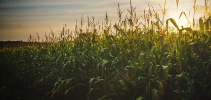Produção de etanol de milho avança 30% nesta safra