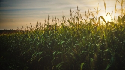 Produção de etanol de milho avança 30% nesta safra