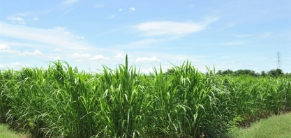 Cana-de-açúcar no Brasil alcança terceira maior safra