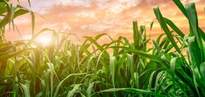 Minas Gerais bate recorde com 81,6 milhões de toneladas de cana moídas na safra 2024/2025