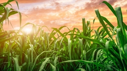 Minas Gerais bate recorde com 81,6 milhões de toneladas de cana moídas na safra 2024/2025