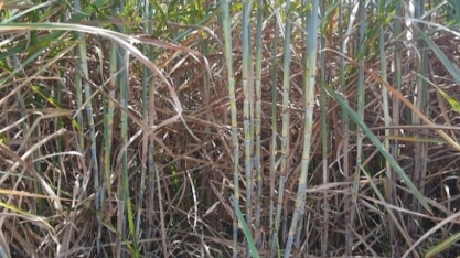 Redução na safra de cana em Alagoas contrasta com alta na produção de açúcar