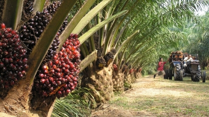 Indonésia suspende subsídios para biodiesel de óleo de palma e replantio
