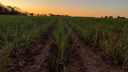 Descumprimento de metas do RenovaBio em 2024 aponta desafios para este ano