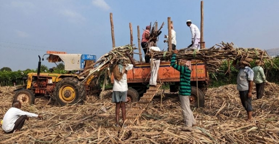 Carregamento de cana-de-açúcar em Maharashtra, na Índia. Reuters