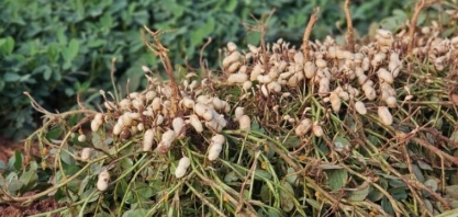 Diversificação faz cultivo do amendoim crescer e consolida MS o 2º maior produtor no país