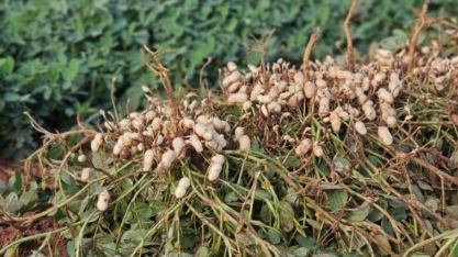 Diversificação faz cultivo do amendoim crescer e consolida MS o 2º maior produtor no país