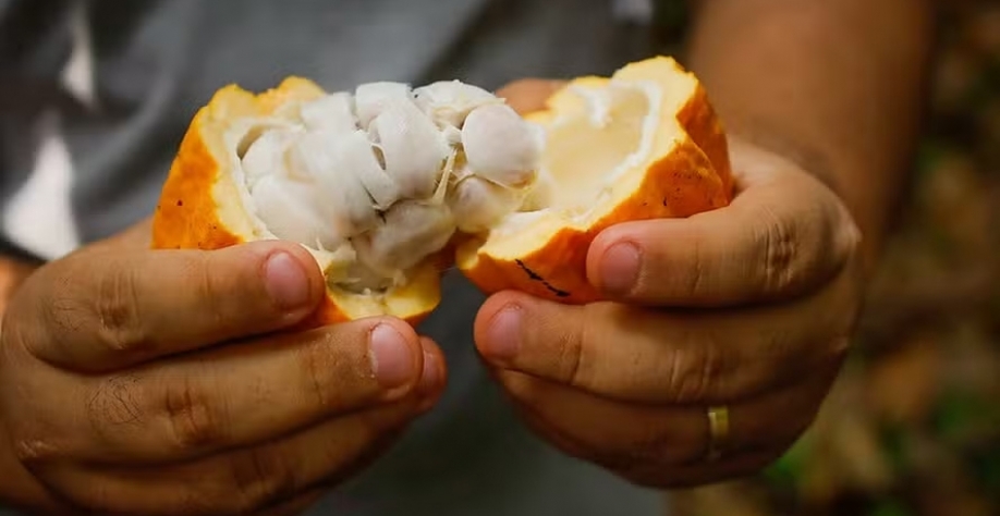 Cacau cai na bolsa britânica diante de uma queda na moagem na Europa — Foto: Wenderson Araujo/CNA