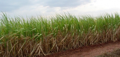 COOPERSHOW: Secretaria de Agricultura de SP anuncia reativação da Câmara Setorial de Açúcar, Etanol e Bioenergia