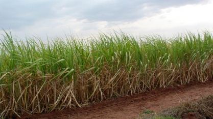 COOPERSHOW: Secretaria de Agricultura de SP anuncia reativação da Câmara Setorial de Açúcar, Etanol e Bioenergia