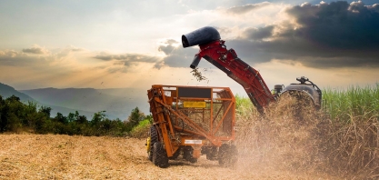 O potencial produtivo da cana-de-açúcar é muito maior do que a média registrada no Brasil