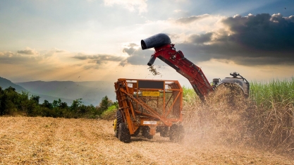 O potencial produtivo da cana-de-açúcar é muito maior do que a média registrada no Brasil