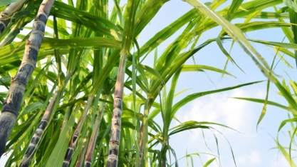Avanços no controle biológico impulsionam agricultura sustentável no Brasil