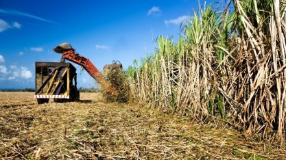 Agricultura/SP: Câmara Setorial de Açúcar, Etanol e Bioenergia será retomada após 3 anos