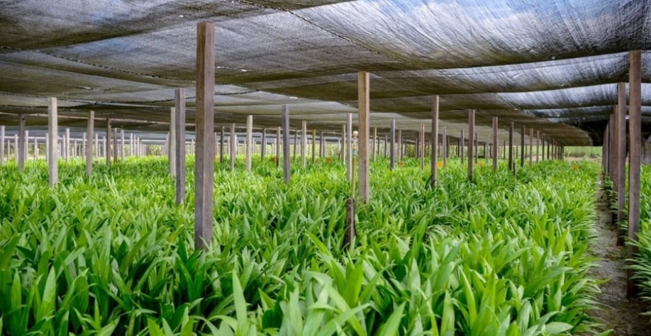 Cultivo da palma, cujo óleo será matéria-prima para os biocombustíveis da BBF | Foto Camila Batista/Divulgação