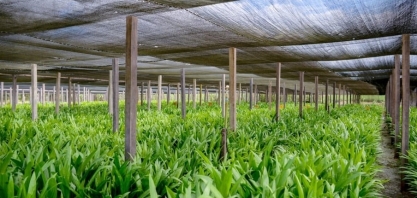 BBF inicia operação de termelétrica a biocombustível proveniente da palma