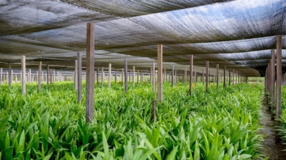 BBF inicia operação de termelétrica a biocombustível proveniente da palma