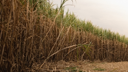 Nutrição estratégica e manejo adequado garantem qualidade na colheita da cana-de-açúcar