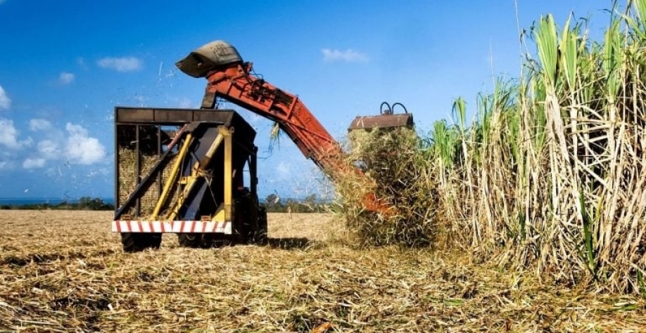 Colheita de cana-de-açúcar. Getty Images