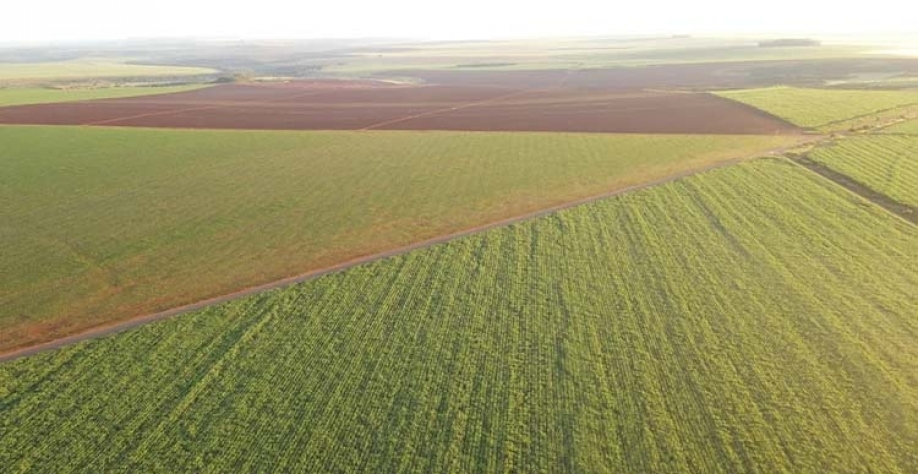 Fazenda Alto Taquari (MT) (Divulgação)