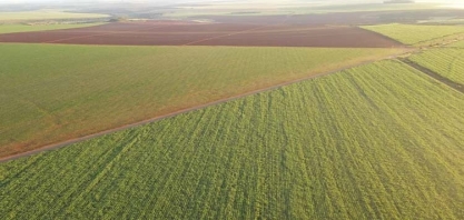 A aposta da BrasilAgro na safra 2024/25 — após o prejuízo do segundo trimestre fiscal de 2025