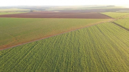 A aposta da BrasilAgro na safra 2024/25 — após o prejuízo do segundo trimestre fiscal de 2025