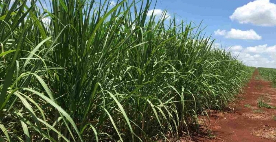 O estado de São Paulo é o principal produtor e consumidor de etanol no Brasil