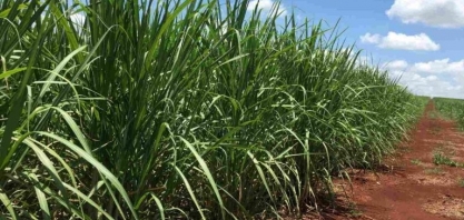 Brasil pode ter queda de venda de etanol hidratado em 2025