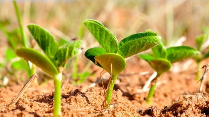 Safra de Soja 2024/25 deverá ser recorde