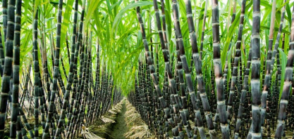 Empresas tailandesas acumulam perdas de US$ 60 milhões após China proibir importação de xarope de açúcar