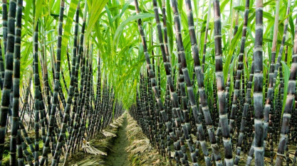 Empresas tailandesas acumulam perdas de US$ 60 milhões após China proibir importação de xarope de açúcar