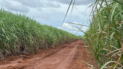 SCA prevê safra de cana mais produtiva em 2025/26, mas com área menor