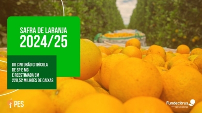 Terceira reestimativa da safra de laranja 2024/25 do cinturão citrícola de SP e MG prevê produção de 228,52 milhões de caixas