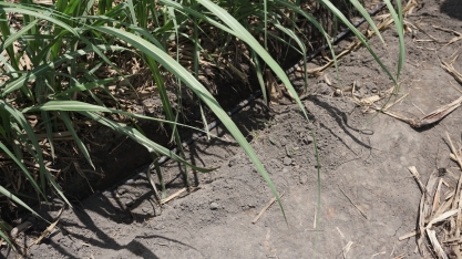 Irrigação por gotejamento aumenta produtividade do canavial