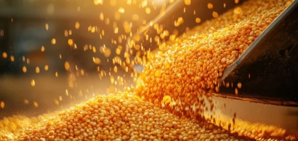 IGC reduz estimativa de safra global de grãos em 2024/25 para 2,301 bilhões de t