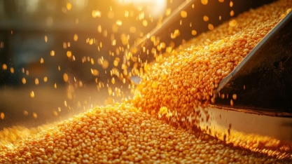 IGC reduz estimativa de safra global de grãos em 2024/25 para 2,301 bilhões de t