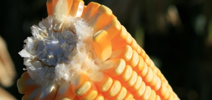 Etanol de milho brasileiro gera crescimento, sustentabilidade e não impacta a inflação dos alimentos