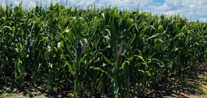 Dia de campo da Apta Regional de Andradina destaca inovações em cultivo de soja, milho e sorgo