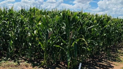 Dia de campo da Apta Regional de Andradina destaca inovações em cultivo de soja, milho e sorgo